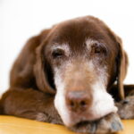 老犬の目が開かないときに考えられる原因と予防について