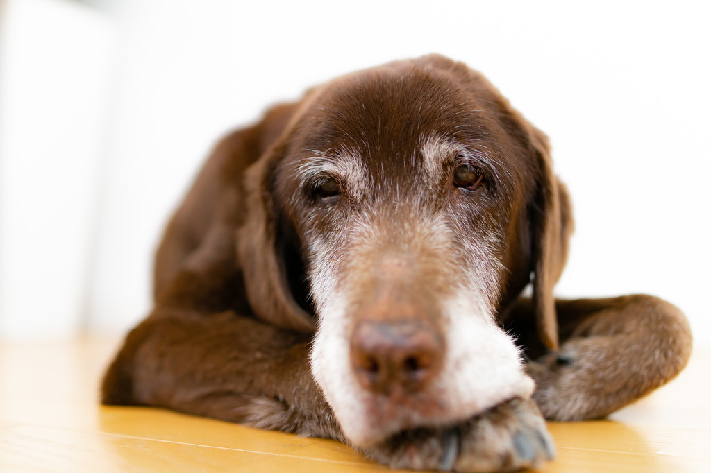 老犬の目が開かないときに考えられる原因と予防について
