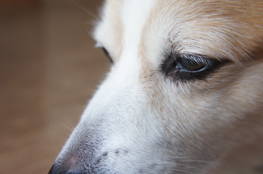 【老犬の最期】亡くなる前の症状や前兆について