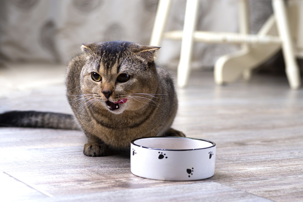 老猫がご飯を食べない原因と対応方法について