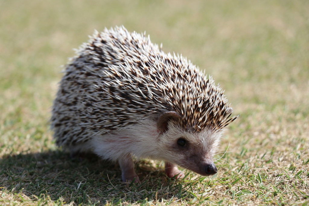 ハリネズミの寿命はどれぐらい？長生きしてもらうハリネズミの飼育方法