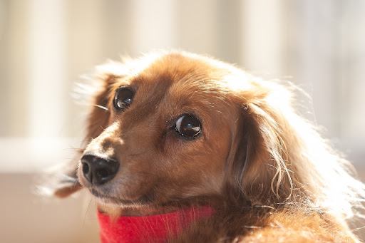 犬の火葬は何日後が適切 安置期間が伸びてしまう場合の対処法とは 東京都のペット葬儀 ペット火葬なら大森ペット霊堂