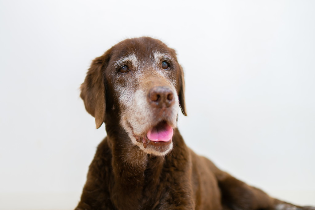 老犬の息が荒く苦しそう…考えられる原因は？