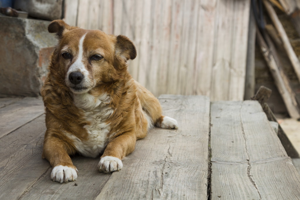 老犬の認知症末期ではどのような症状があらわれる？