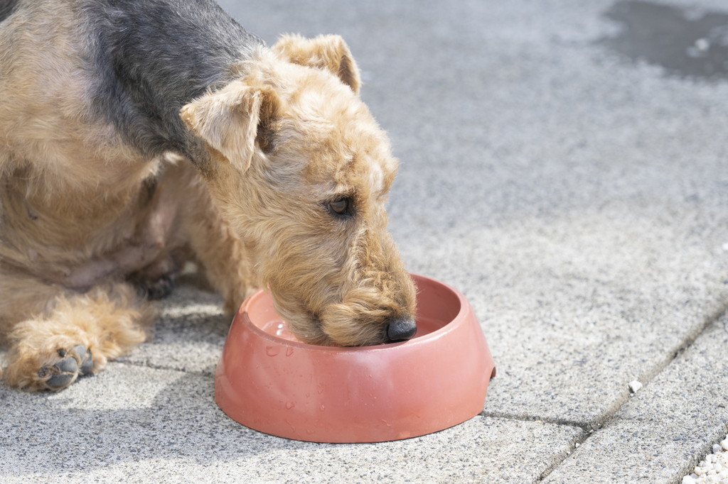 老犬が水を飲みすぎる…何か病気が隠れているのか？