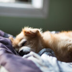 愛する犬との最期の別れ 〜犬の火葬に関する全知識
