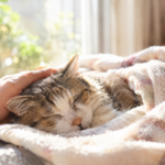 猫が死ぬ前に見せる行動とサイン｜痙攣や呼吸の変化、隠れる・トイレで寝る理由と、自宅で穏やかに看取る方法