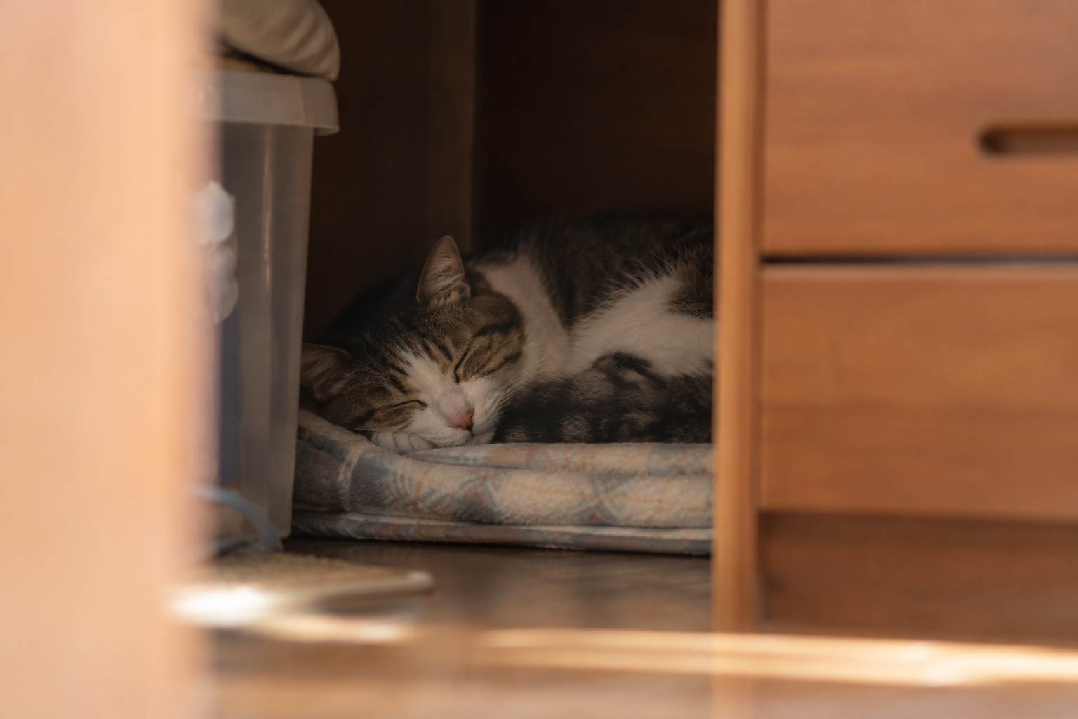 隠れるようになった猫
