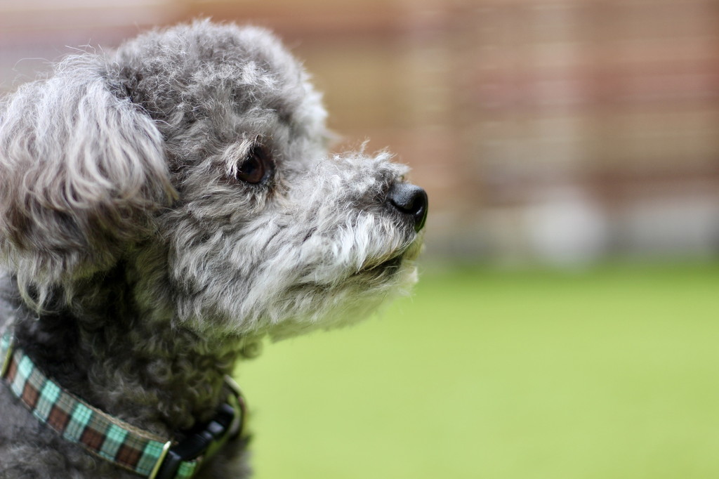 老犬の目やにはどう対処する？老犬の目やにの原因なども紹介！