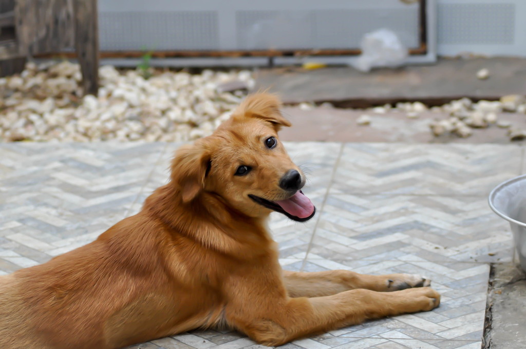 老犬ホームとは？老犬ホームのメリット・デメリット