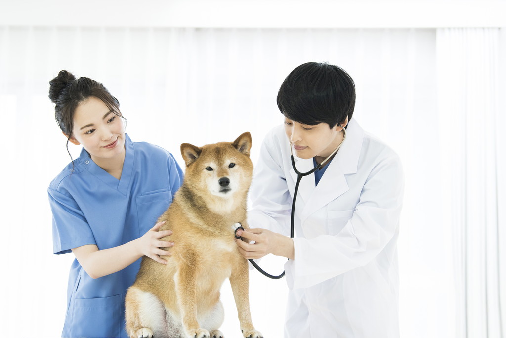 シニア犬の健康診断について｜内容・費用・頻度など