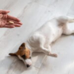 犬の薬の飲ませ方｜飲ませるコツ・注意点をご紹介！