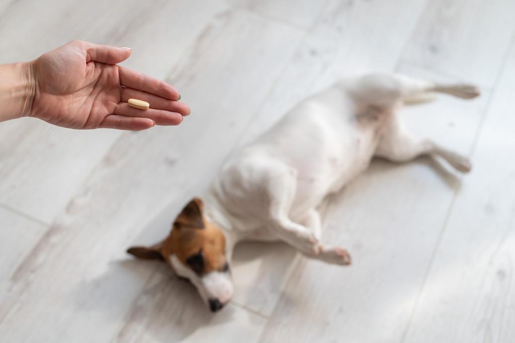 犬の薬の飲ませ方｜飲ませるコツ・注意点をご紹介！