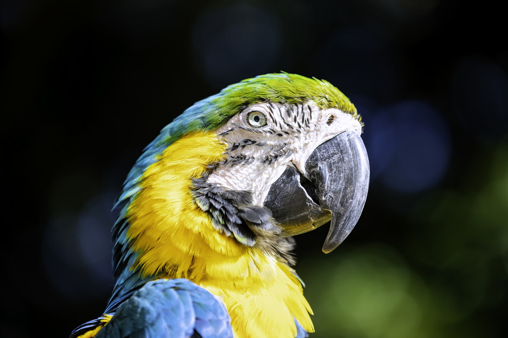 オウムの平均寿命は何年？～ペットとして飼われることのあるオウムの仲間～