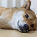 東京で愛する動物との最後を尊重する、ペット火葬の全知識