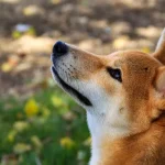 最期の旅路を優しく 〜 柴犬の火葬とお別れの儀式