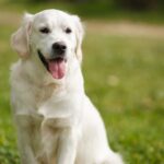 品川区で愛犬と最後に別れを…犬の火葬の全知識