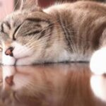 愛猫との最期の旅立ち。川崎で火葬を検討するポイントと専門店紹介
