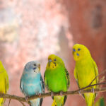 インコ火葬の手順と費用相場を徹底解説!大切なペットに最期の別れを
