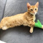 保護猫との絆と最期の火葬の時時間 – 命と愛情に満ちた物語