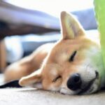ペットの遺骨の供養方法とアドバイス｜愛するペットとの最後の別れ