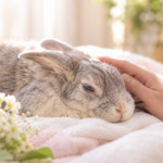 うさぎの最期を丁寧に看取る方法｜死ぬときの様子と前兆、寝たきりのケア、亡くなった後の安置と火葬まで解説