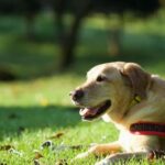 愛犬との永遠の絆「虹の橋」物語 – ペットロスに寄り添う詩の世界