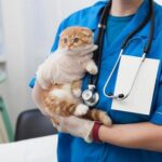 大田区の動物病院24時間体制!ペットの健康を守る最新ガイド