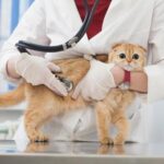 大田区の動物病院に緊急事態発生!? ペットの命を守る夜間対応