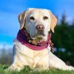 愛犬ラブラドールレトリバーの寿命を延ばす10のポイント