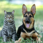 愛犬・猫の命を救う！供血動物になるための5つの条件