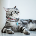 知って驚く！猫の筋肉の秘密と特徴を徹底解説
