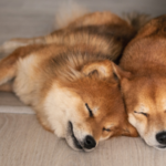 柴犬の平均寿命は何歳？健康に長生きする秘訣を徹底解説！
