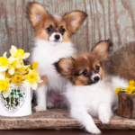 愛犬を長生きさせる！パピヨンの寿命と健康管理の秘訣