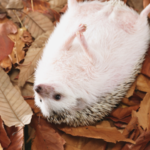 ハリネズミのふらつき症候群が寿命に及ぼす影響とケア方法