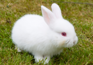驚くべき動物 アルビノの世界:その特徴と生存の課題を探る - 東京のペット火葬・ペット葬儀なら|24時間対応の大森ペット霊堂