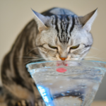 愛猫の尿路結石を防ぐ！症状・原因・治療法を徹底解説