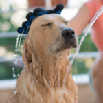 愛犬の健康を守るための必見ガイド：犬の熱中症を理解しよう