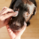 愛犬の白内障を防ぐ！犬の健康管理と予防法完全ガイド