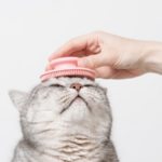 猫の毛球症を防ぐための完全ガイド：早期発見と予防法を徹底解説