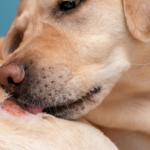 愛犬の健康を守る！犬アトピー性皮膚炎の基本知識と対策ガイド