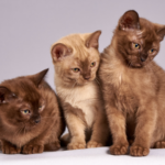 愛猫を長生きさせる秘訣！バーミーズの寿命と健康管理