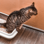 愛猫を守るための必見情報！猫 腎臓 病 症状と早期発見のポイント