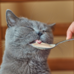 愛猫を守る！猫の夏バテ対策と症状を徹底解説