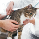 猫の乳腺腫瘍の進行速度を理解する：早期発見と治療の重要性