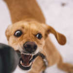 【愛犬のマウンティング完全解説】7つの理由と効果的な対策方法を解説