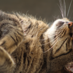 【獣医師監修】猫の突然死の原因と予防法｜愛猫を守るための完全ガイド