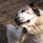 愛犬の皮膚炎を徹底解説！症状や治療法、効果的なケア方法