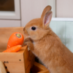 うさぎの寿命は何年？品種別の違いと長生きの秘訣を徹底解説