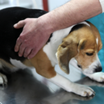 愛犬の健康を守る！僧帽弁閉鎖不全症犬の症状と治療法を徹底解説